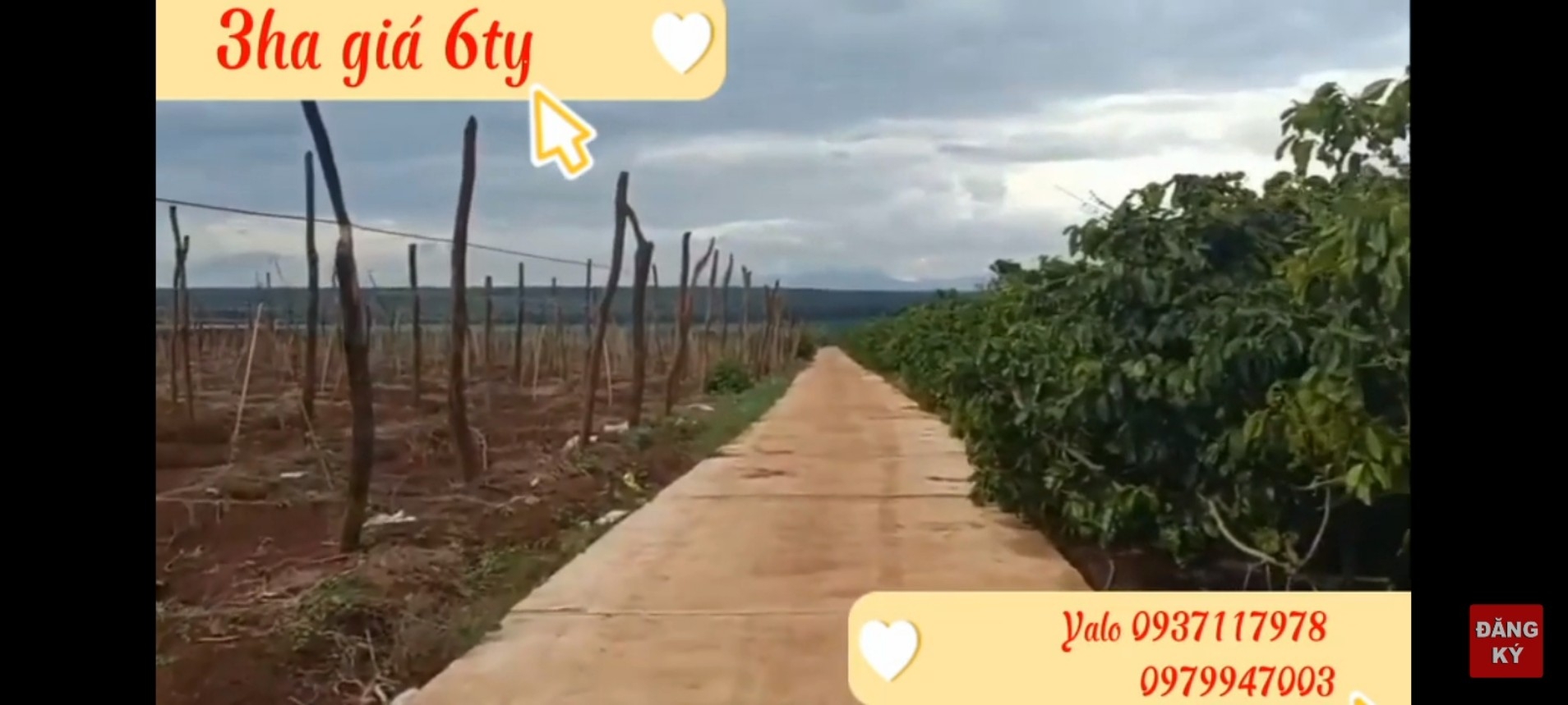 BÁN 3HA ĐẤT RẪY TẠI XÃ CHƯ PƠNG, HUYỆN CHƯ SÊ, GIA LAI. BÁN 3HA ĐẤT RẪY TẠI XÃ CHƯ PƠNG, HUYỆN CHƯ SÊ, GIA LAI.
