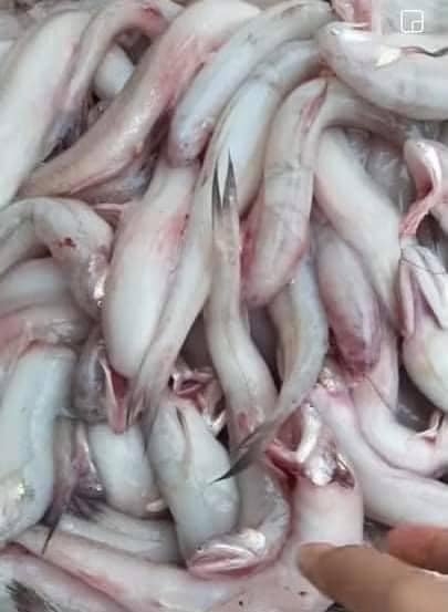 HẢI SẢN PHẠM HUYỀN XIN KÍNH CHÀO QUÝ KHÁCH HÀNG HẢI SẢN PHẠM HUYỀN XIN KÍNH CHÀO QUÝ KHÁCH HÀNG