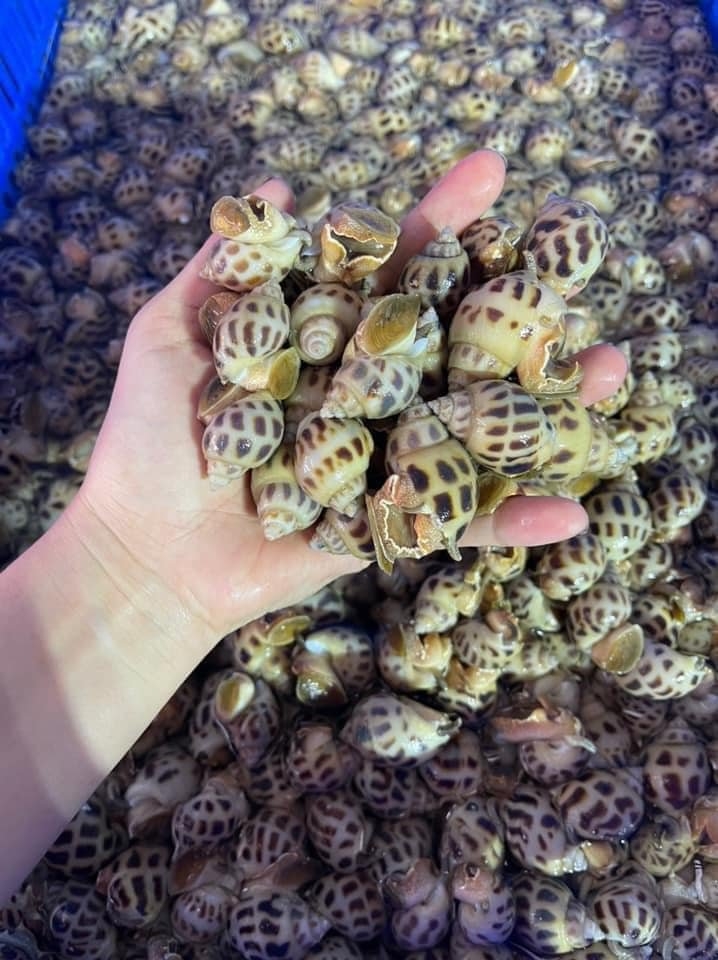 HẢI SẢN PHẠM HUYỀN XIN KÍNH CHÀO QUÝ KHÁCH HÀNG HẢI SẢN PHẠM HUYỀN XIN KÍNH CHÀO QUÝ KHÁCH HÀNG