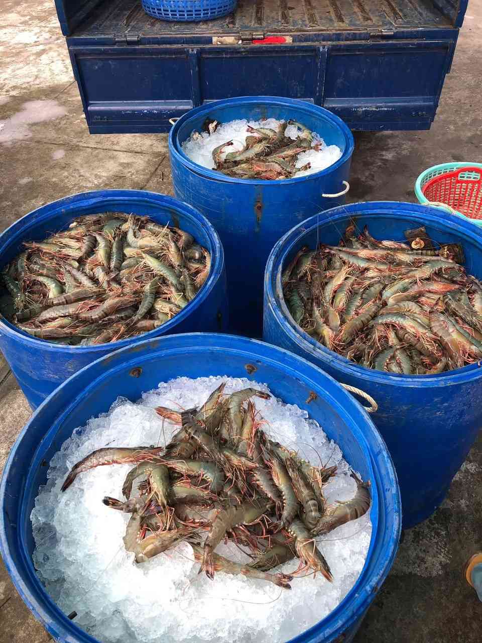 Ở ĐÂY CÓ BÁN TÔM SÚ THIÊN NHIÊN Ở ĐÂY CÓ BÁN TÔM SÚ THIÊN NHIÊN