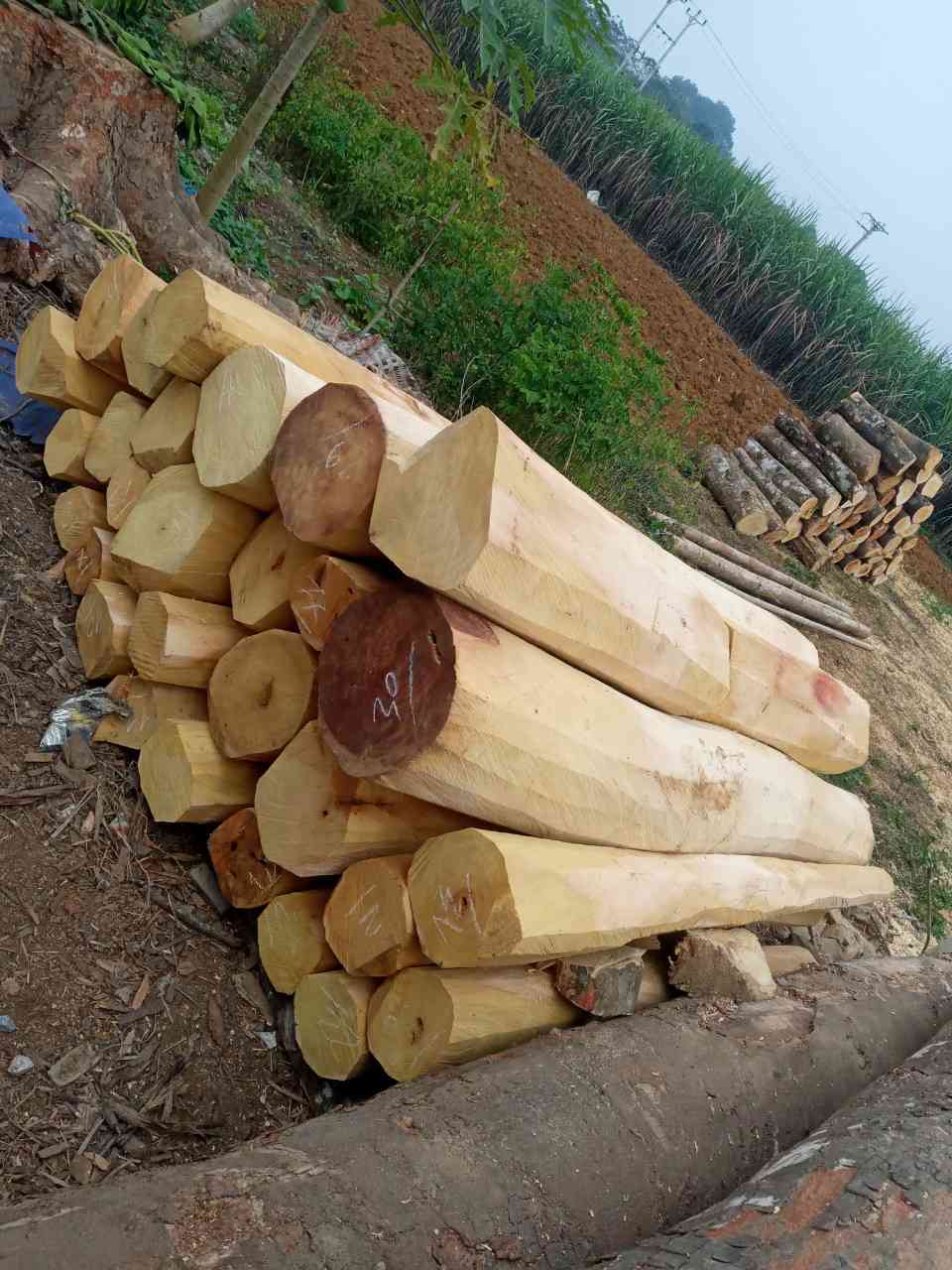 CHUYÊN CUNG CẤP CÁC LOẠI GỖ: CHUYÊN CUNG CẤP CÁC LOẠI GỖ: