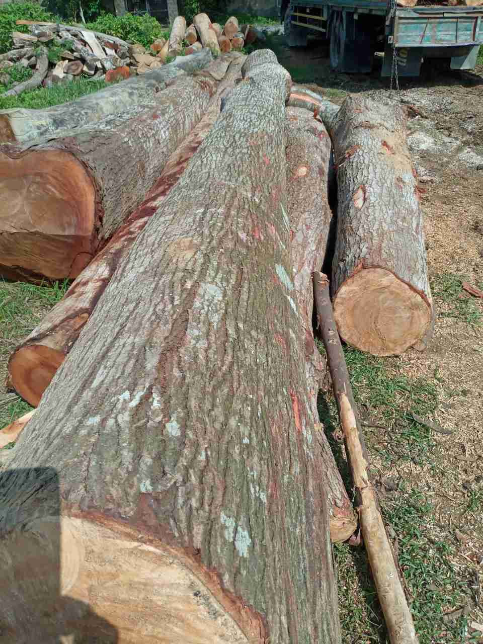 CHUYÊN CUNG CẤP CÁC LOẠI GỖ: CHUYÊN CUNG CẤP CÁC LOẠI GỖ: