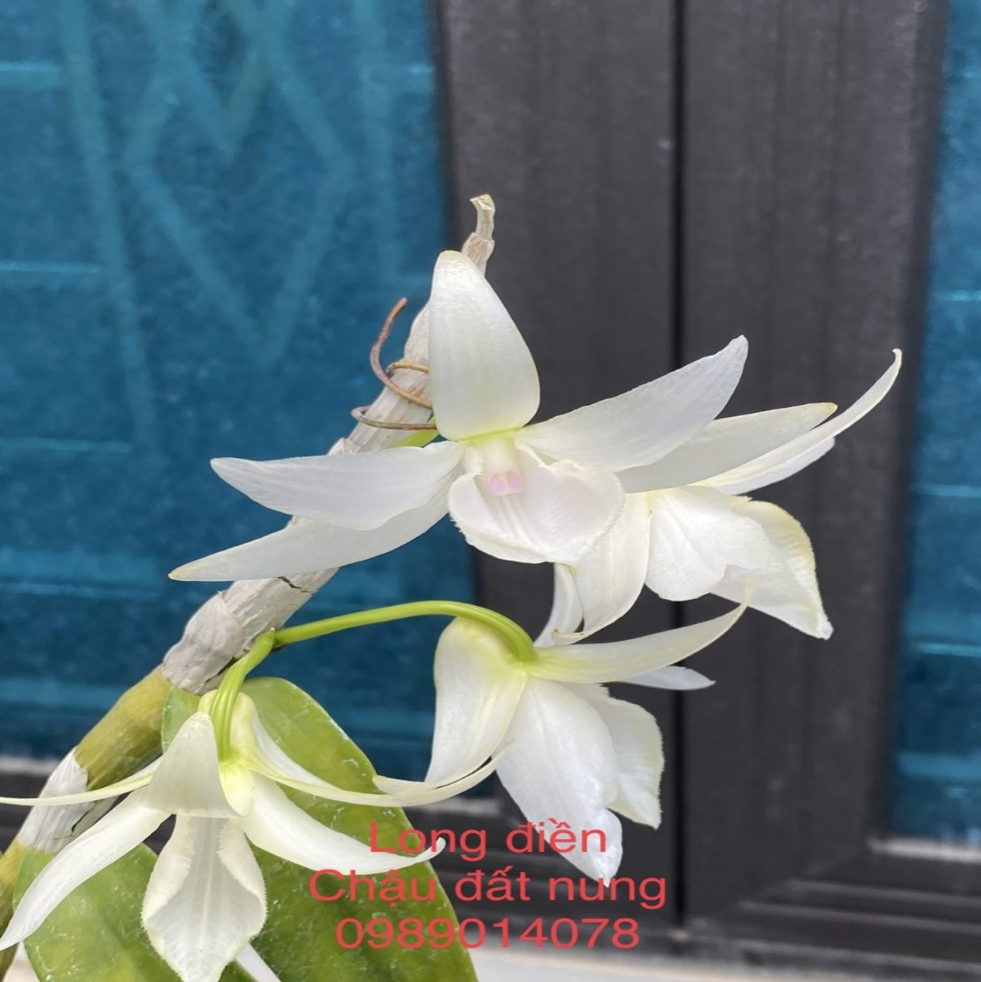 VƯỜN LAN CHẬU ĐẤT NUNG VƯỜN LAN CHẬU ĐẤT NUNG