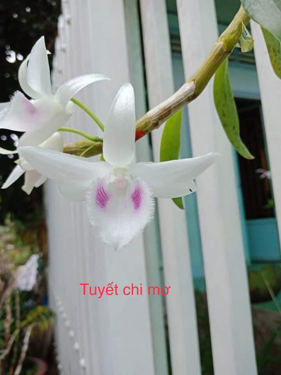 VƯỜN LAN CHẬU ĐẤT NUNG VƯỜN LAN CHẬU ĐẤT NUNG