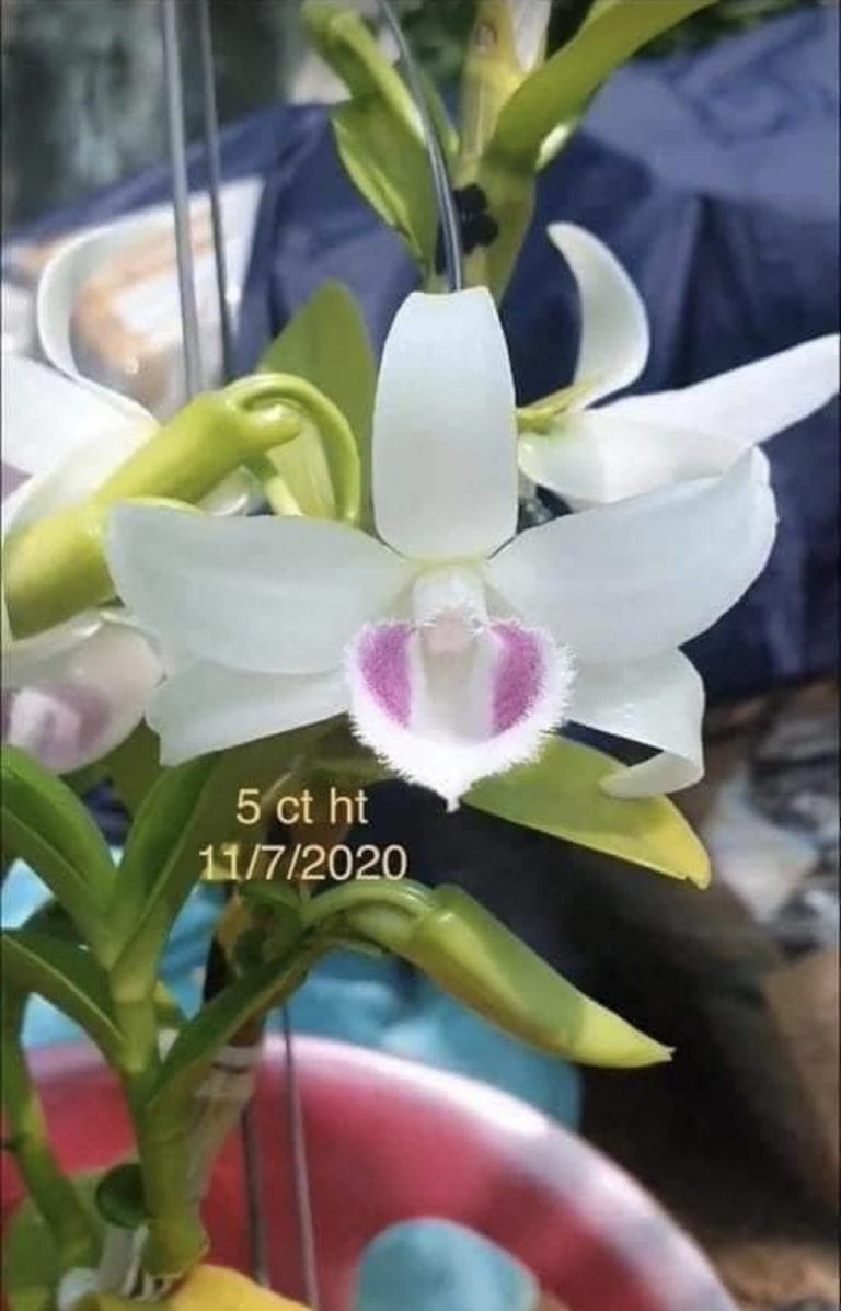 VƯỜN LAN CHẬU ĐẤT NUNG VƯỜN LAN CHẬU ĐẤT NUNG