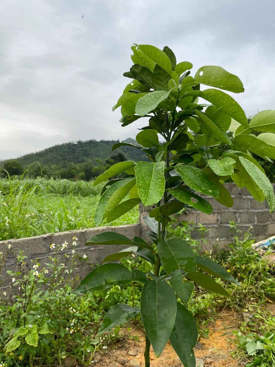 BÁN ĐẤT YÊN BÀI BA VÌ, GẦN LÀNG VĂN HÓA,CÁCH ĐƯỜNG QL 1KM,Ô BÁN ĐẤT YÊN BÀI BA VÌ, GẦN LÀNG VĂN HÓA,CÁCH ĐƯỜNG QL 1KM,Ô