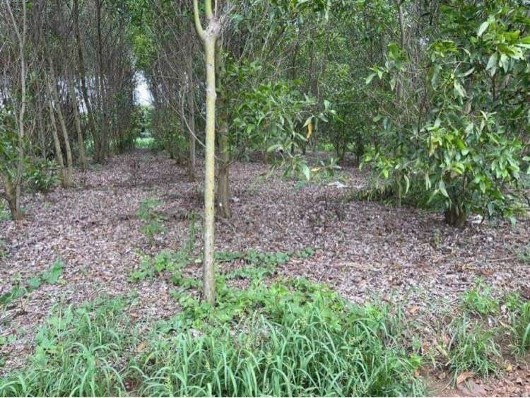 BÁN 1,2 SÀO TẠI SÔNG RAY, CẨM MỸ, ĐỒNG NAI GIÁ 1,1 TỶ