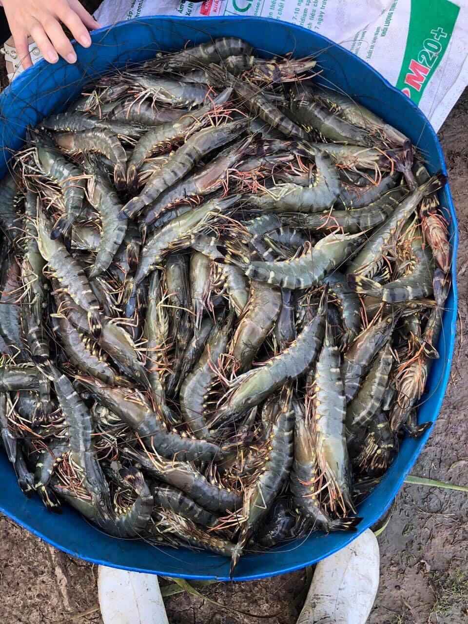 Ở ĐÂY CÓ BÁN TÔM SÚ THIÊN NHIÊN